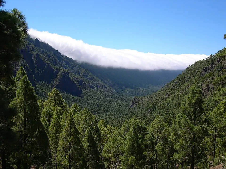 Blick in den riesigen Krater der Caldera de Taburiente auf La Palma mit Kiefernwald und steilen Felswänden