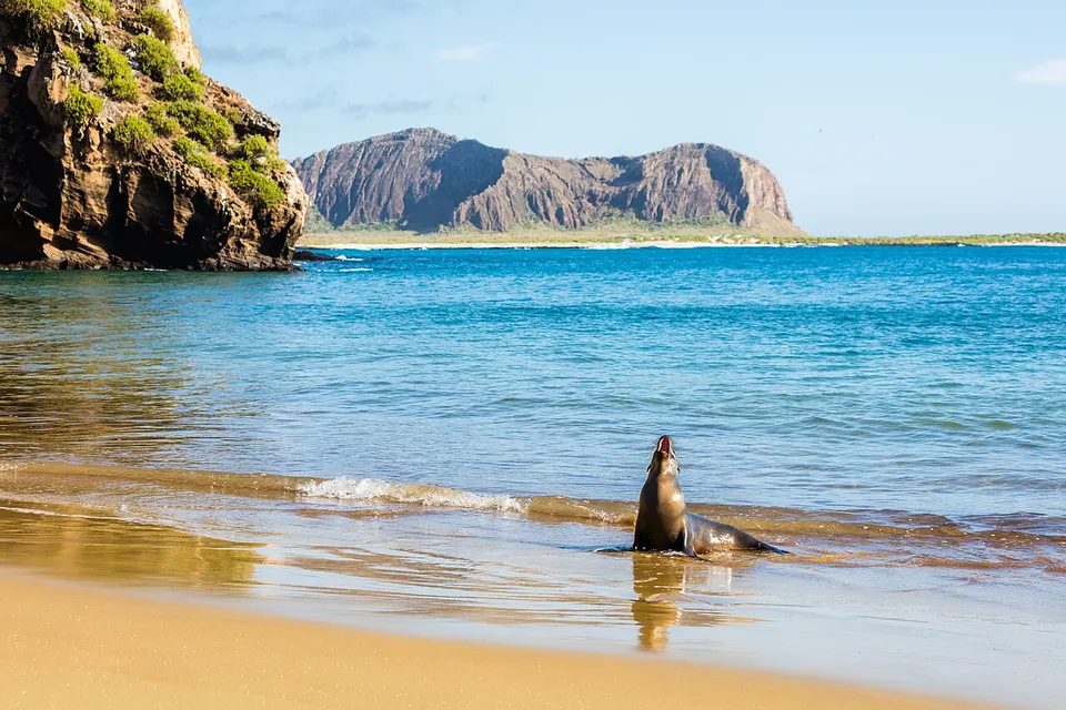 Galápagos: Galápagos sea lion (Zalophus wollebaeki) in Punta Pitt, San Cristóbal Island, Galápagos Islands, Ecuador.