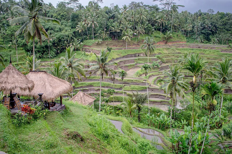 Grüne Reisterrassen von Tegallalang bei Ubud auf Bali, umgeben von Palmen