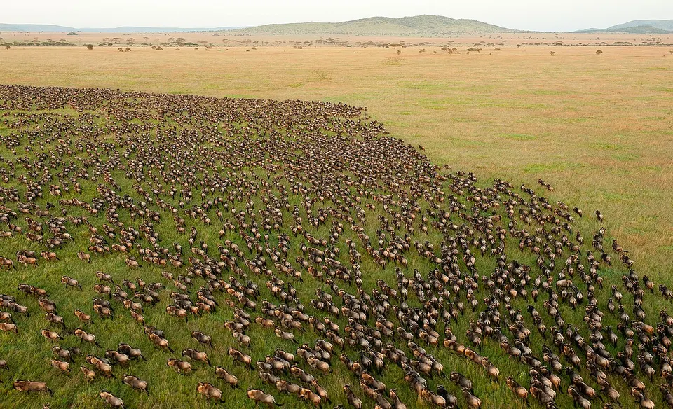 Große Gnuherden während der Tierwanderung in der Savanne des Serengeti-Nationalparks in Tansania